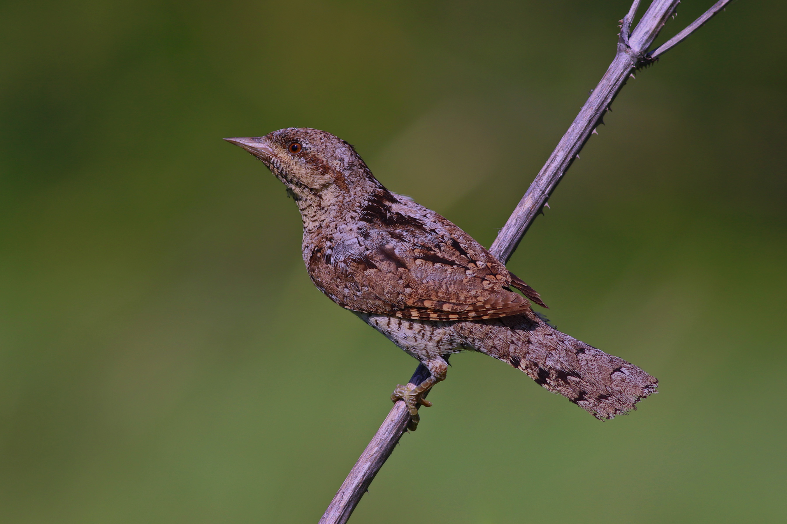 Eurasian Wryneck